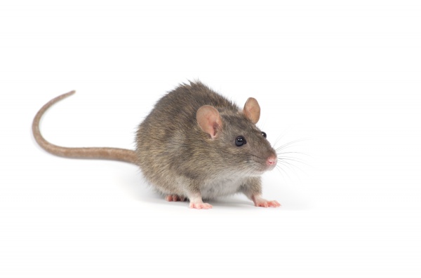 Precauciones al usar veneno para ratas y ratones - Tecnoplagas
